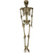 HHSKEL-8HA Holiday/Halloween/Halloween Indoor Decor