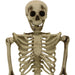 HHSKEL-8HA Holiday/Halloween/Halloween Indoor Decor