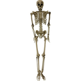 60" Skeleton