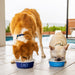 40308240W106001 Decor/Pet Accessories/Pet Bowls & Food Containers
