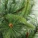32265445-GREEN Holiday/Christmas/Christmas Trees