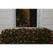 32604358-MULTI-COLORED Holiday/Christmas/Christmas Lights