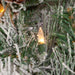 P3208 Holiday/Christmas/Christmas Wreaths & Garlands & Swags