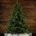 FFFX010-0GR Holiday/Christmas/Christmas Trees