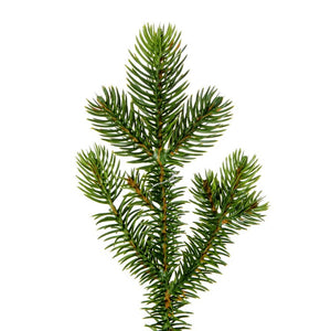 G211524 Holiday/Christmas/Christmas Trees