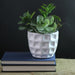 32037471 Decor/Faux Florals/Plants & Trees