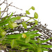 33377327 Decor/Faux Florals/Wreaths & Garlands