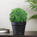 32036218 Decor/Faux Florals/Plants & Trees
