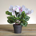 32733413 Decor/Faux Florals/Floral Arrangements