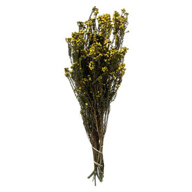 12"-22" Dried and Preserved Yellow Phylica 10 oz Bundle
