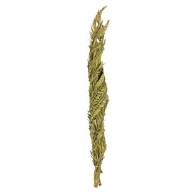 40"-48" Dried and Preserved Twisted Basil Coco Palm Stems 6-Pack