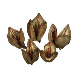 3"-4" Dried and Preserved Natural Sora Pods 25-Pack