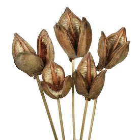 16" Dried and Preserved Natural Sora Pod Stems 10-Pack
