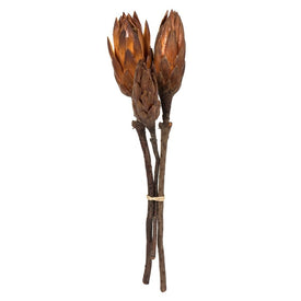 8"-12" Dried and Preserved Mocha Latte Repens on Natural Stem 180 Per Case