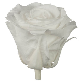 2.5"-3" White Standard Rose Heads 6 Per Box