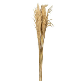 36"-40" Dried and Preserved Bleached Plume Reed 7 oz Bundles 2-Pack