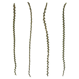 40"-48" Dried and Preserved Basil Ladder Branches 9-Pack