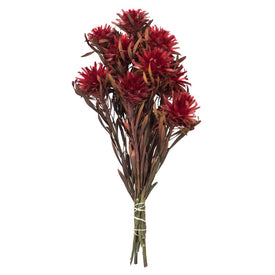 8"-20" Dried and Preserved Red Plumosum Bundle with 13 Flower Heads