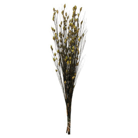 36"-40" Dried and Preserved Bell Grass with Basil Pod Bundle