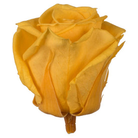 2.5"-3" Golden Yellow Standard Rose Heads 6 Per Box
