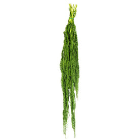 30"-34" Dried and Preserved Spring Green Amaranthus 7 oz Bundle