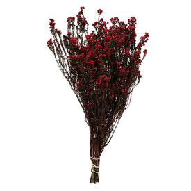 12"-22" Dried and Preserved Red Phylica 10 oz Bundle