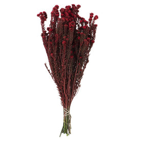 16"-22" Dried and Preserved Red Cotton Phylica 8 oz Bundle