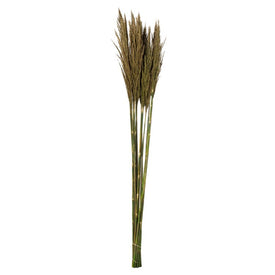 36"-40" Dried and Preserved Natural Green Plume Reed 7 oz Bundles 2-Pack