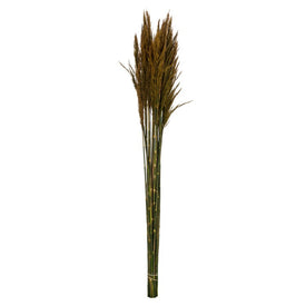36"-40" Dried and Preserved Aspen Gold Plume Reed Bundles 2-Pack