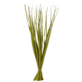 36"-40" Dried and Preserved Basil Rush Grass 21 oz