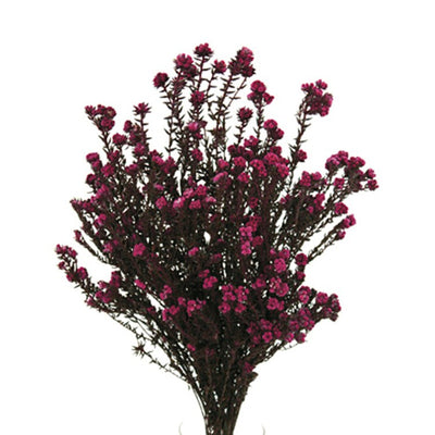 Product Image: H1COT400-2 Decor/Faux Florals/Floral Arrangements