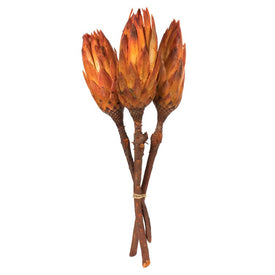 8"-12" Dried and Preserved Nectarine Repens on Natural Stem 180 Per Case