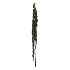 30"-34" Dried and Preserved Green Amaranthus 7 oz Bundle
