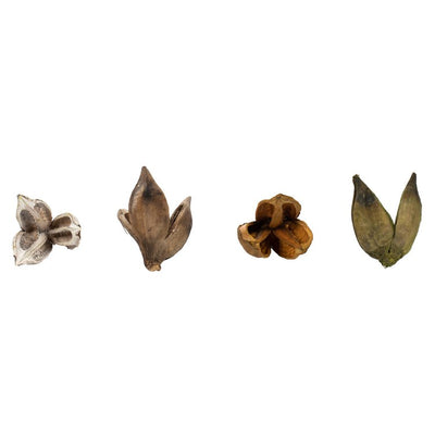 Product Image: 3"-4" Dried and Preserved Assorted Sora Pods 25-Pack