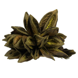 6"-11" Dried and Preserved Basil Star Pods 2-Pack