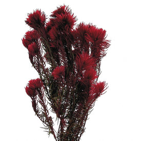 15"-18" Dried and Preserved Red Phyliscens 6 oz Bundle