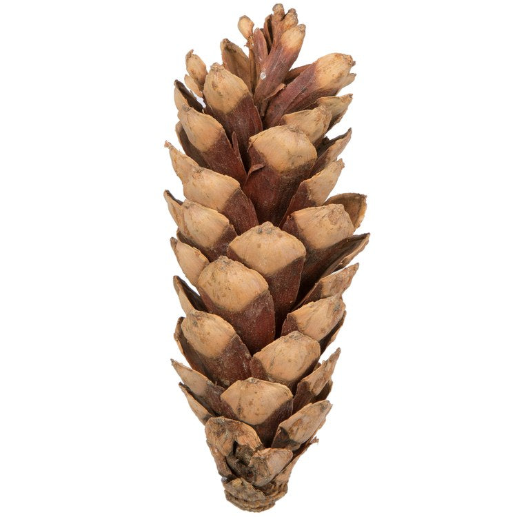Product Image: H7STM000 Decor/Faux Florals/Plants & Trees
