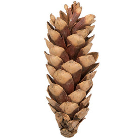 5.9" Dried and Preserved Medium Natural White Pine Cones 50-Pack