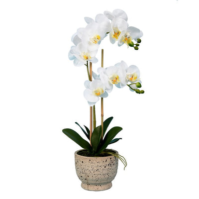 Product Image: FN181301 Decor/Faux Florals/Plants & Trees