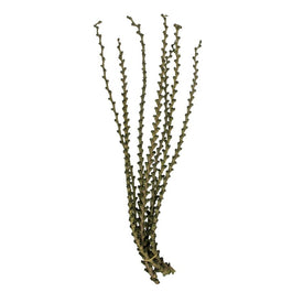 40"-48" Dried and Preserved Green Ladder Branches 9-Pack