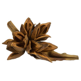 6"-11" Dried and Preserved Aspen Gold Star Pods 2-Pack