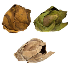 2"-3" Dried and Preserved Assorted Cacho Pods 60 Per Case