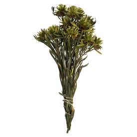 8"-20" Dried and Preserved Basil Plumosum Bundle with 13 Flower Heads