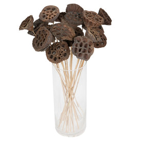 20" Dried and Preserved Medium Lotus Pods with Stems 50-Pack
