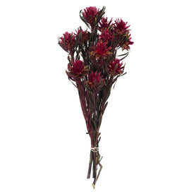 8"-20" Dried and Preserved Merlot Plumosum Bundle with 13 Flower Heads