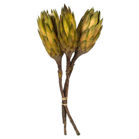 8"-12" Dried and Preserved Basil Repens on Natural Stem 180 Per Case