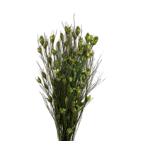 15"-20" Dried and Preserved Bell Grass with Basil Pods 10 oz