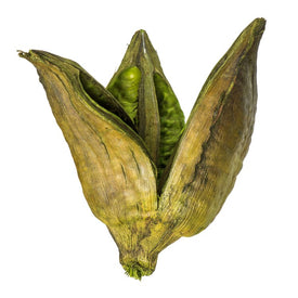 3"-4" Dried and Preserved Basil Sora Pods 25-Pack