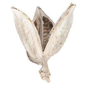 3"-4" Dried and Preserved Bleached Sora Pods 25-Pack