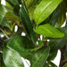 T161250 Decor/Faux Florals/Plants & Trees